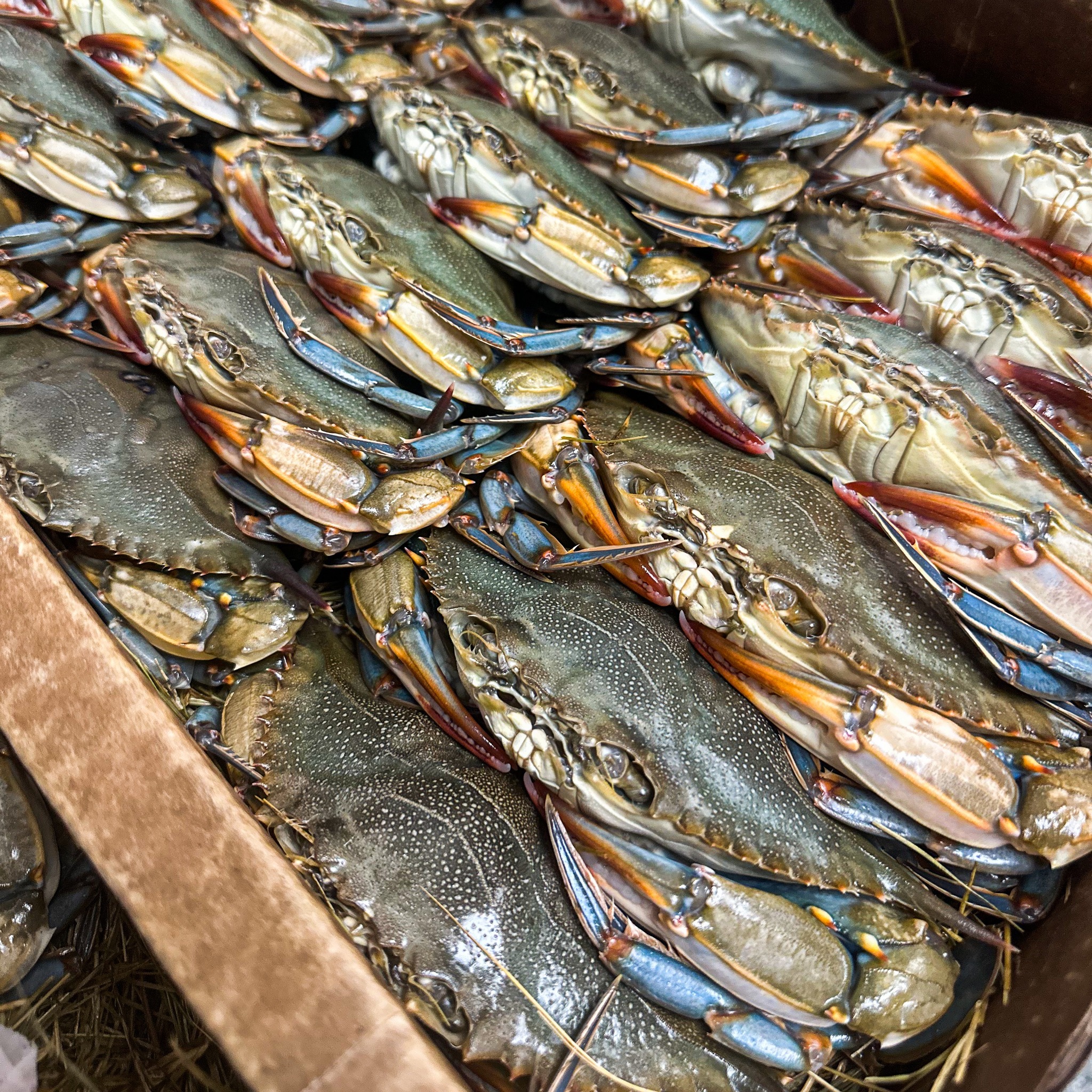 a pile of blue crabs