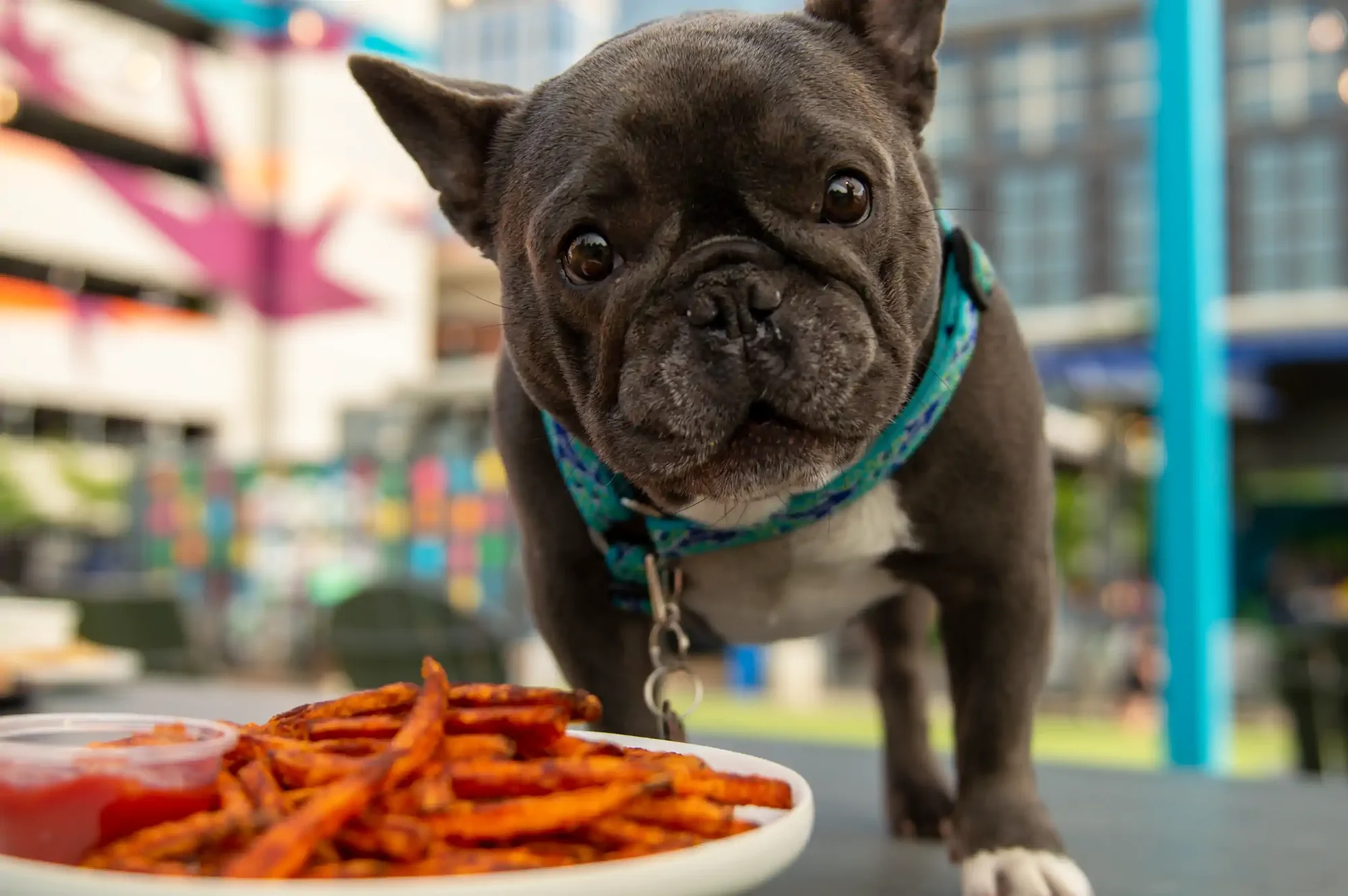 a french bulldog on a table that has a plate of fries on it