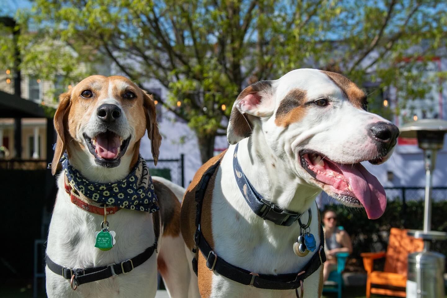 two dogs sitting outside