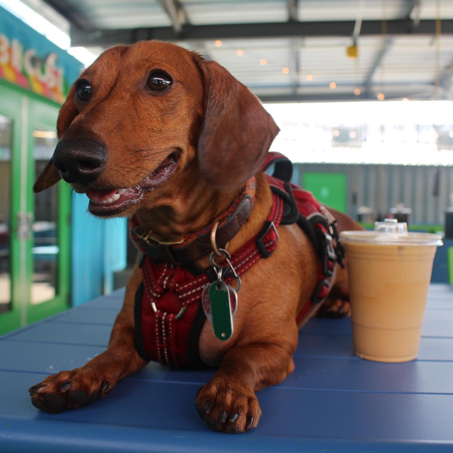 a dachshund sitting next to a cup of coffee